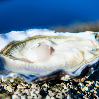 愛爾蘭 卡靈福德生蠔 IRISH Carlingford Oyster No.3 12隻