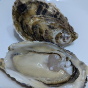 南非 South African Saldanha Bay Oyster M 12隻