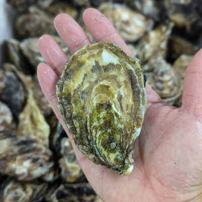 南非 South African Saldanha Bay Oyster M 12隻