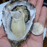 南非 South African Saldanha Bay Oyster M 12隻