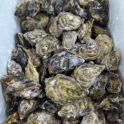 南非 South African Saldanha Bay Oyster M 12隻