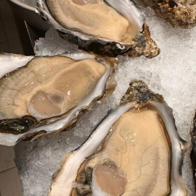 愛爾蘭 Irish Cooley Oysters 富利黃金蠔 N2 12隻